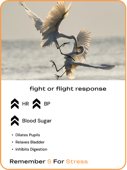Stress Page Graphic - Sympathetic Nervous System