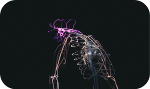 Stress Page Graphic - Automatic Nervous System